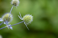 Green Remnants