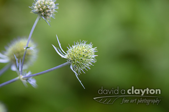 Green Remnants