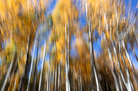 Autumn Aspens #1