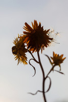 Flower Seeds