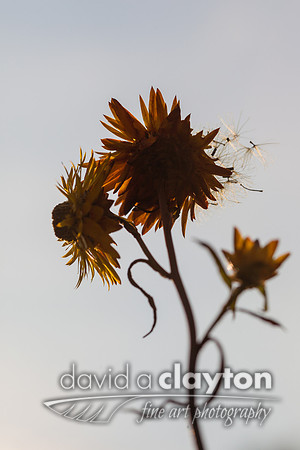 Flower Seeds