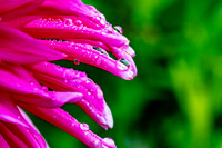 Rain Soaked Flower Petals