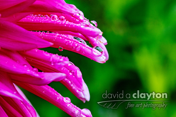 Rain Soaked Flower Petals