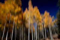 Autumn Aspens #2