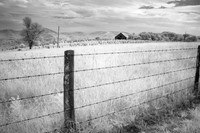 Barbed Wire Fence #4