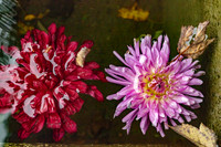 Fading Blossoms