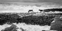Donkeys